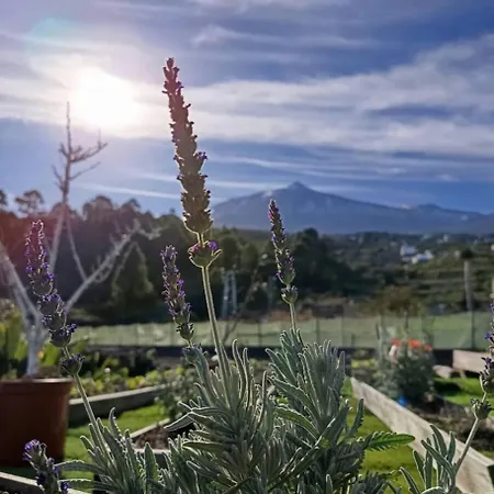Loft Vista Al Teide شقة